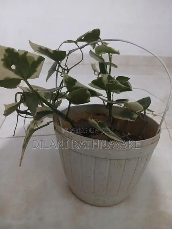 Ivy Plant