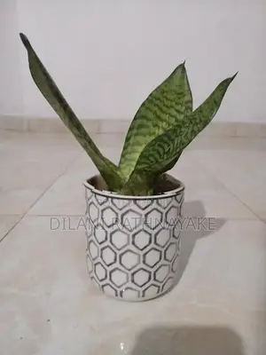Snake Plant
