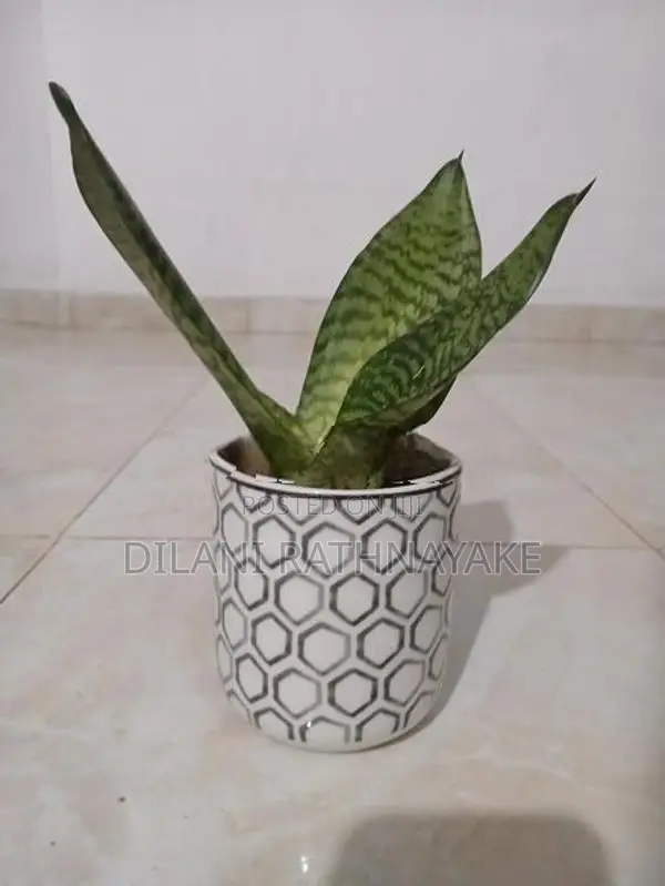 Snake Plant