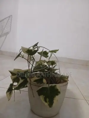 Ivy Plant