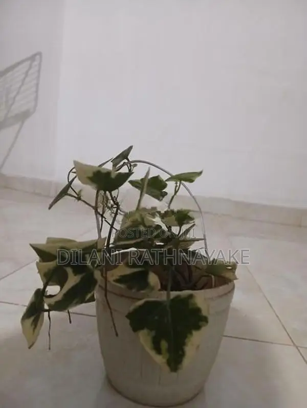 Ivy Plant