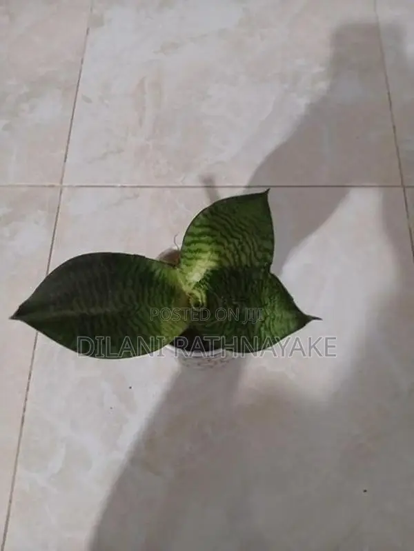 Snake Plant