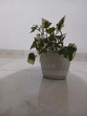 Ivy Plant