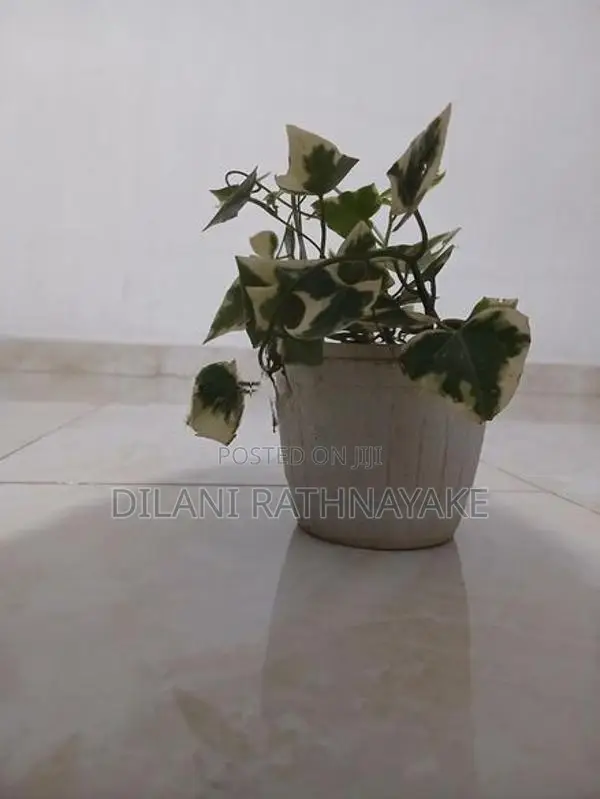 Ivy Plant