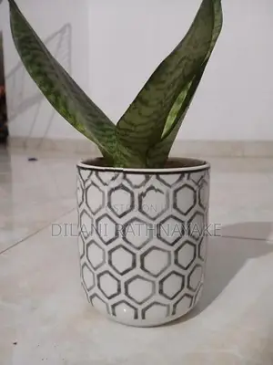 Snake Plant