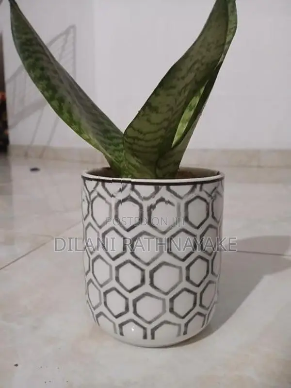 Snake Plant