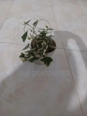 Ivy Plant