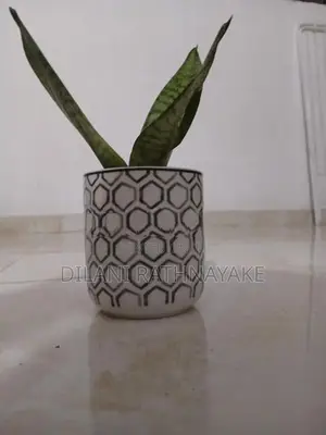 Snake Plant