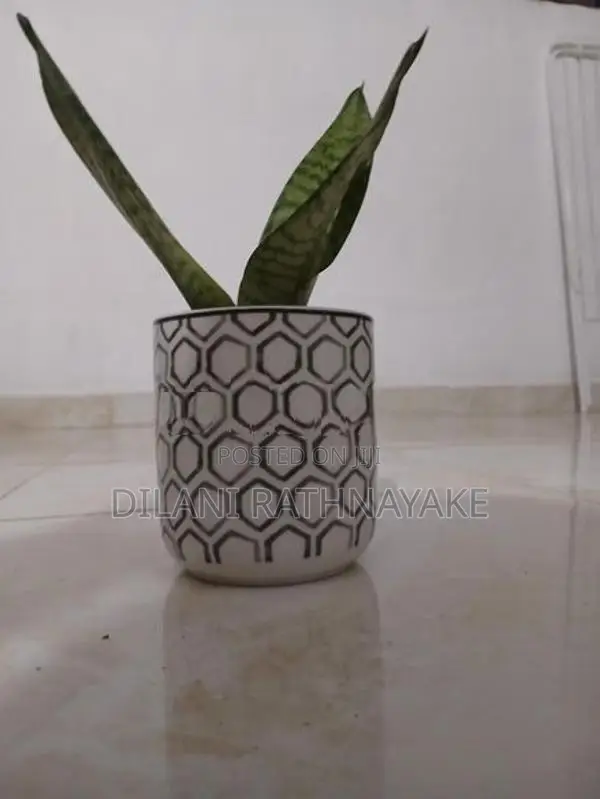 Snake Plant