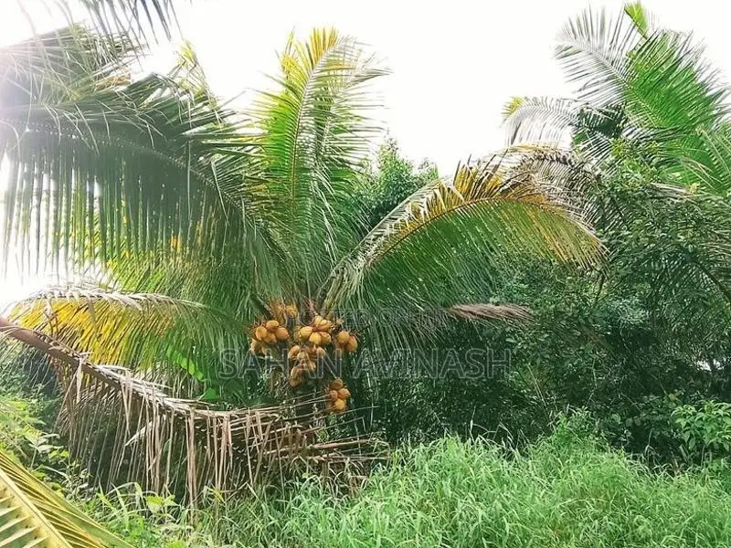 Land with House for Sale Nelundeniya