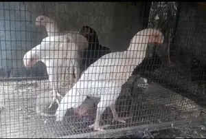 Parrot Beak Piyo White