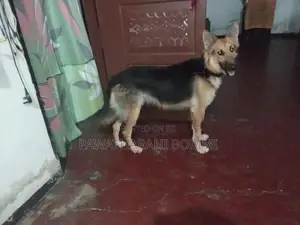 German Shepherd