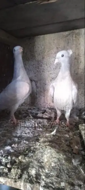 Pigeons