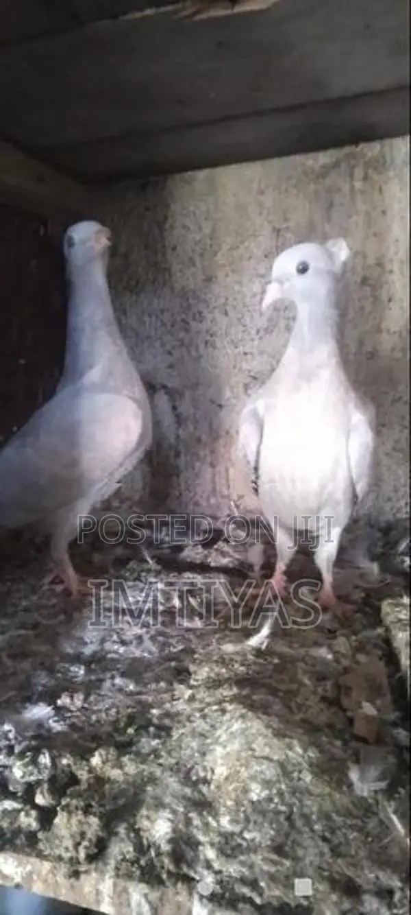 Pigeons