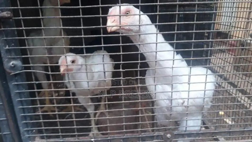 Parrot Beak Piyo White