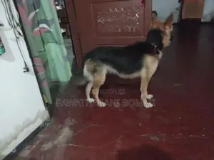 German Shepherd