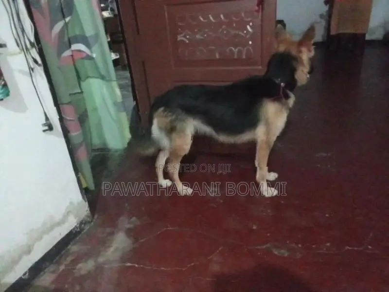 German Shepherd
