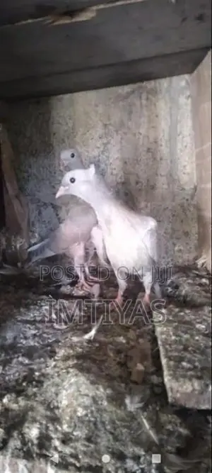 Pigeons
