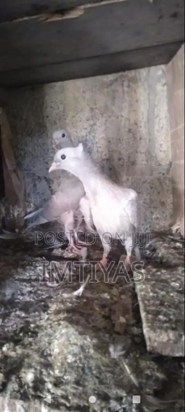 Pigeons