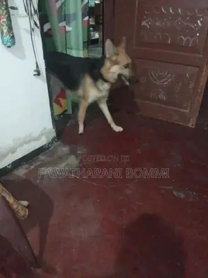German Shepherd