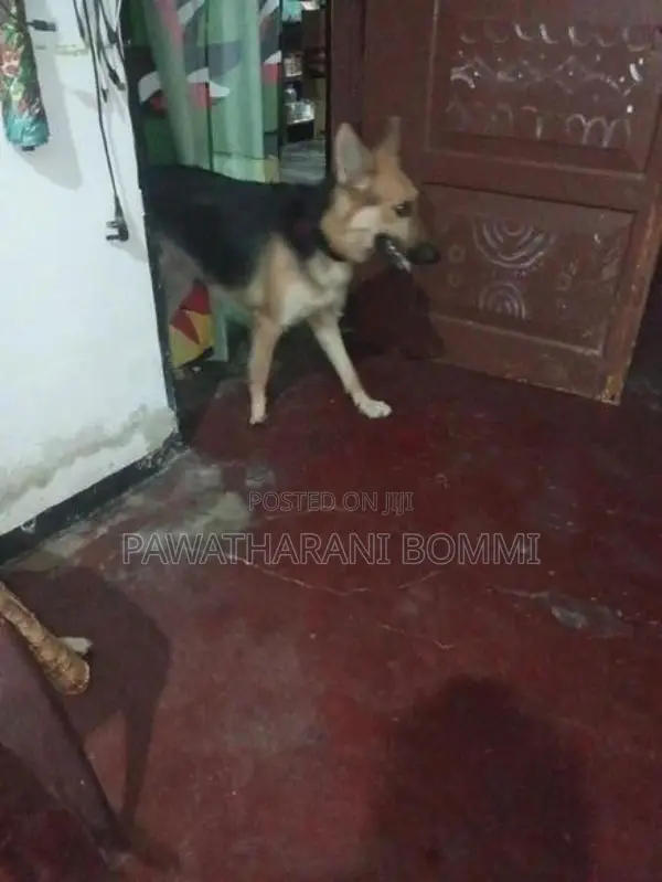 German Shepherd