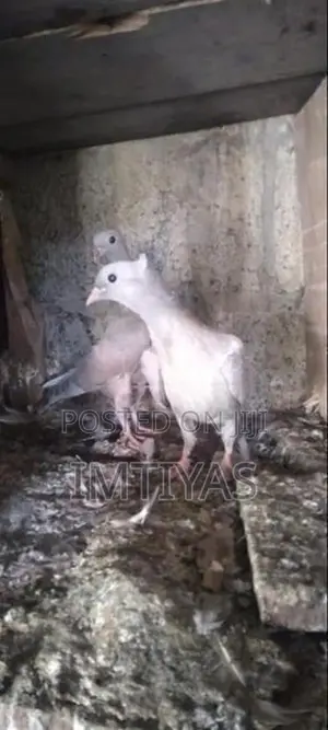 Pigeons