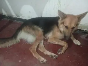 German Shepherd
