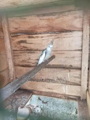 Cockatiel Bird