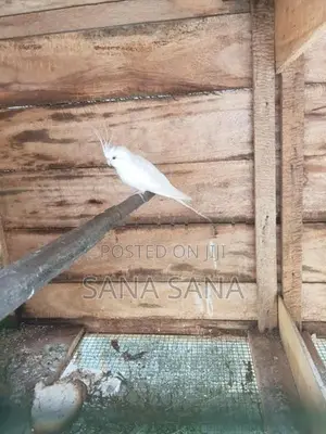 Cockatiel Bird