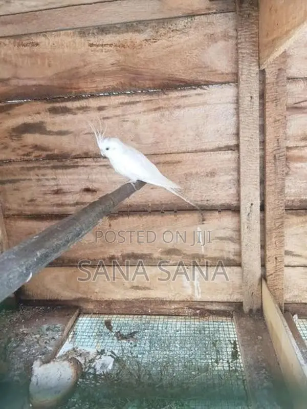 Cockatiel Bird