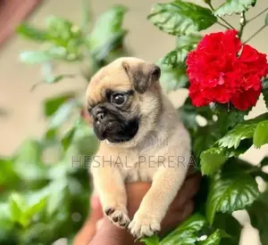 Pug Puppy