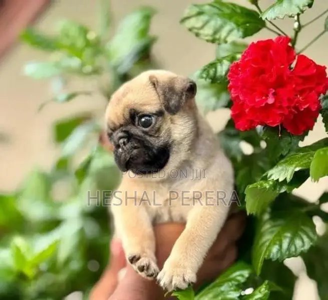 Pug Puppy