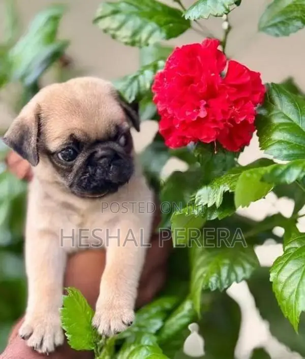 Pug Puppy