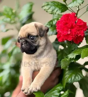 Pug Puppy