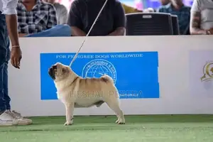 Pug Puppy