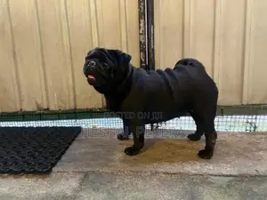Pug Puppy