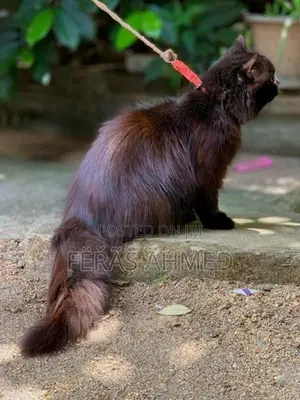 Persian Cat