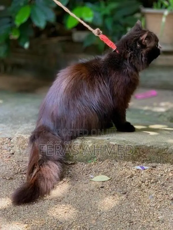 Persian Cat