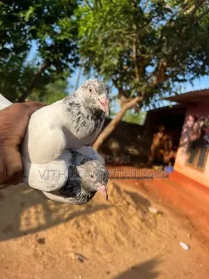 Pigeon