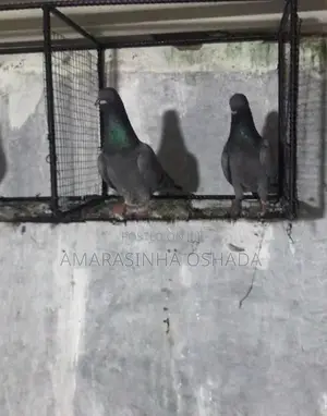 Pigeons
