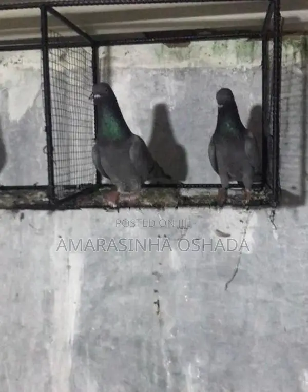 Pigeons