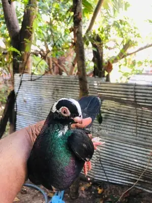 Pigeon