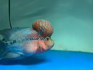 Flowerhone Fish