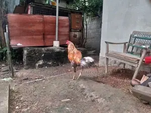 Asil Rooster
