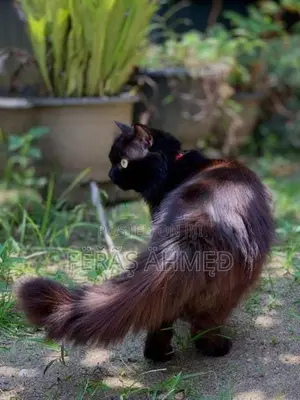 Persian Cat