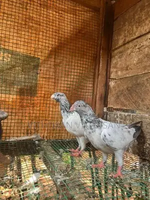 Pigeon