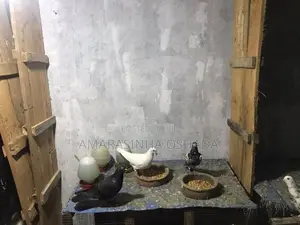 Pigeons