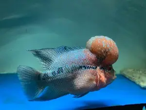 Flowerhone Fish
