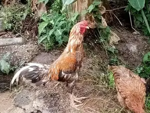 Asil Rooster