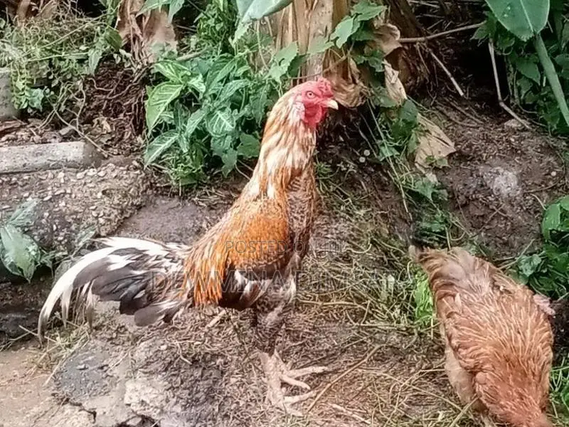 Asil Rooster